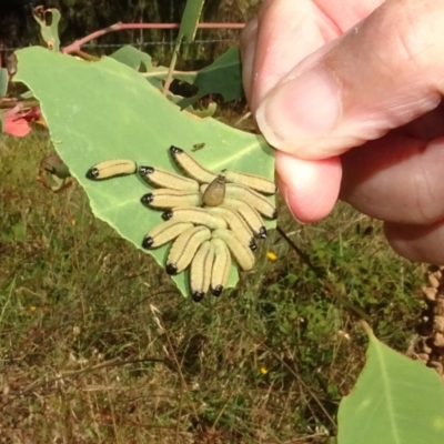 Paropsisterna cloelia (Eucalyptus variegated beetle) at Stromlo, ACT - 17 Feb 2022 by AndyRussell