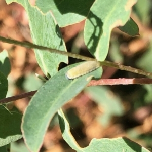 Paropsisterna m-fuscum at Aranda, ACT - 2 Mar 2022