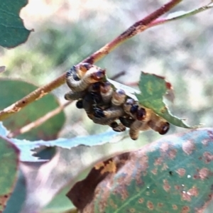 Perginae sp. (subfamily) at Aranda, ACT - 18 Feb 2022