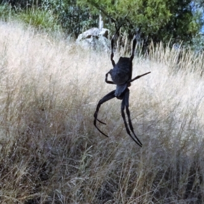 Araneinae (subfamily) (Orb weaver) at Molonglo Valley, ACT - 18 Feb 2022 by AndyRussell