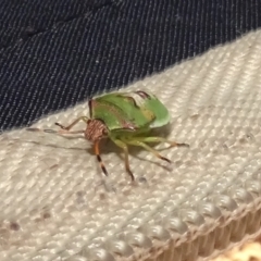 Unidentified True bug (Hemiptera, Heteroptera) at Molonglo Valley, ACT - 17 Feb 2022 by AndyRussell