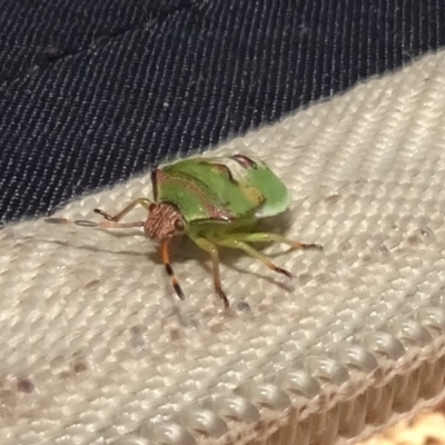 Unidentified True bug (Hemiptera, Heteroptera) at Molonglo Valley, ACT - 17 Feb 2022 by AndyRussell