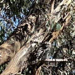 Podargus strigoides (Tawny Frogmouth) at Hackett, ACT - 18 Feb 2022 by Louisab