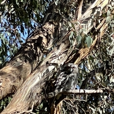 Podargus strigoides (Tawny Frogmouth) at Hackett, ACT - 18 Feb 2022 by Louisab