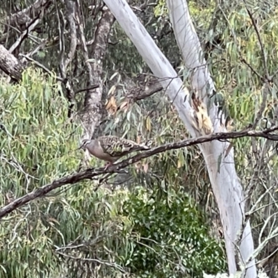 Phaps chalcoptera (Common Bronzewing) at Mount Majura - 16 Jan 2022 by Louisab