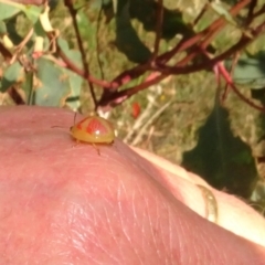 Paropsisterna fastidiosa at Stromlo, ACT - 18 Feb 2022