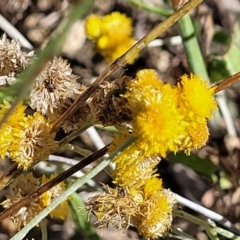 Chrysocephalum apiculatum (Common Everlasting) at Molonglo Valley, ACT - 18 Feb 2022 by trevorpreston