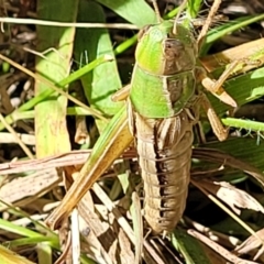 Praxibulus sp. (genus) (A grasshopper) at Molonglo Valley, ACT - 18 Feb 2022 by tpreston