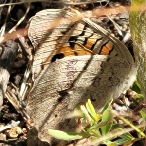 Junonia villida at Molonglo Valley, ACT - 18 Feb 2022 03:45 PM