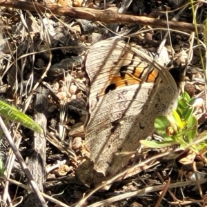 Junonia villida at Molonglo Valley, ACT - 18 Feb 2022 03:45 PM