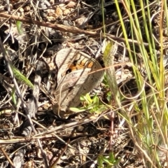 Junonia villida at Molonglo Valley, ACT - 18 Feb 2022 03:45 PM