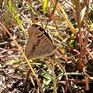 Junonia villida at Molonglo Valley, ACT - 18 Feb 2022 03:45 PM