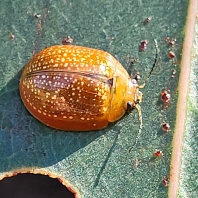 Paropsisterna cloelia (Eucalyptus variegated beetle) at Molonglo Valley, ACT - 18 Feb 2022 by tpreston