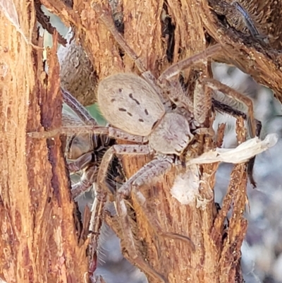 Isopeda sp. (genus) (Huntsman Spider) at Molonglo Valley, ACT - 18 Feb 2022 by trevorpreston