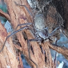 Isopeda sp. (genus) (Huntsman Spider) at Molonglo Valley, ACT - 18 Feb 2022 by trevorpreston