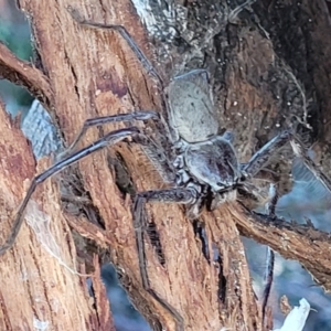 Isopeda sp. (genus) at Molonglo Valley, ACT - 18 Feb 2022