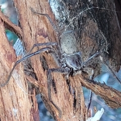 Isopeda sp. (genus) at Molonglo Valley, ACT - 18 Feb 2022