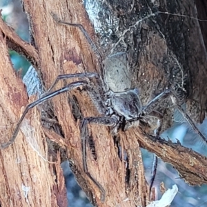 Isopeda sp. (genus) at Molonglo Valley, ACT - 18 Feb 2022