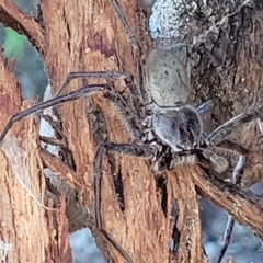 Isopeda sp. (genus) at Molonglo Valley, ACT - 18 Feb 2022