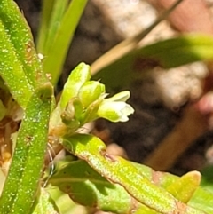 Persicaria prostrata (Creeping Knotweed) at Molonglo Valley, ACT - 18 Feb 2022 by tpreston