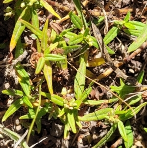 Persicaria prostrata at Molonglo Valley, ACT - 18 Feb 2022