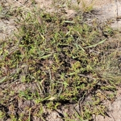 Persicaria prostrata at Molonglo Valley, ACT - 18 Feb 2022 03:59 PM