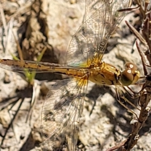 Diplacodes bipunctata at Molonglo Valley, ACT - 18 Feb 2022