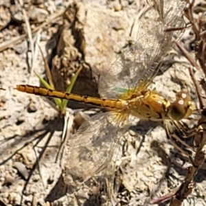 Diplacodes bipunctata at Molonglo Valley, ACT - 18 Feb 2022