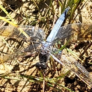 Orthetrum caledonicum at Molonglo Valley, ACT - 18 Feb 2022 04:02 PM