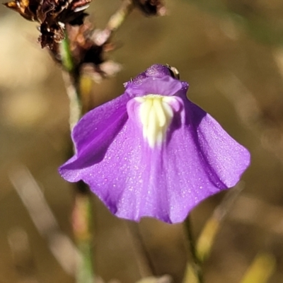 Utricularia dichotoma (Fairy Aprons, Purple Bladderwort) at Molonglo Valley, ACT - 18 Feb 2022 by tpreston