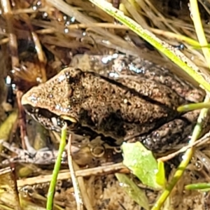 Litoria latopalmata at Molonglo Valley, ACT - 18 Feb 2022