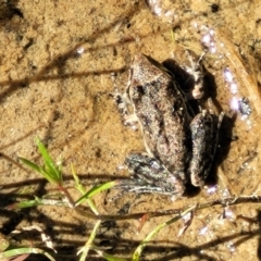 Litoria latopalmata at Molonglo Valley, ACT - 18 Feb 2022