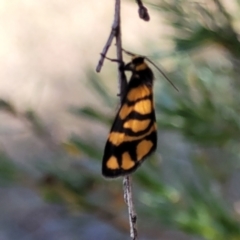 Asura lydia (Lydia Lichen Moth) at Stromlo, ACT - 18 Feb 2022 by tpreston