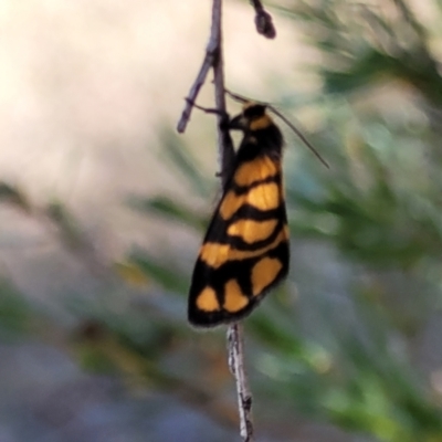 Asura lydia (Lydia Lichen Moth) at Stromlo, ACT - 18 Feb 2022 by trevorpreston