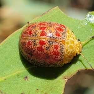 Paropsis obsoleta at Stromlo, ACT - 18 Feb 2022