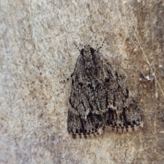 Spectrotrota fimbrialis (A Pyralid moth) at Stromlo, ACT - 18 Feb 2022 by trevorpreston