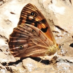 Heteronympha paradelpha at Cotter River, ACT - 18 Feb 2022