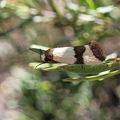 Chrysonoma fascialis (A Concealer moth (Wingia group) at Stromlo, ACT - 18 Feb 2022 by trevorpreston