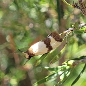 Chrysonoma fascialis at Stromlo, ACT - 18 Feb 2022 04:27 PM