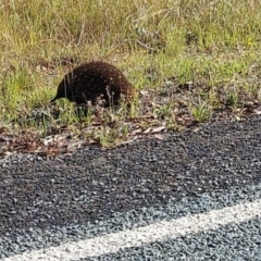 Tachyglossus aculeatus (Short-beaked Echidna) at Paddys River, ACT - 18 Feb 2022 by GirtsO