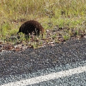 Tachyglossus aculeatus at Paddys River, ACT - 18 Feb 2022