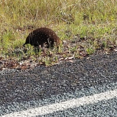 Tachyglossus aculeatus (Short-beaked Echidna) at Paddys River, ACT - 18 Feb 2022 by GirtsO