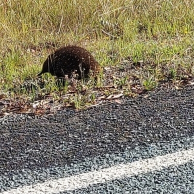 Tachyglossus aculeatus (Short-beaked Echidna) at Paddys River, ACT - 17 Feb 2022 by GirtsO