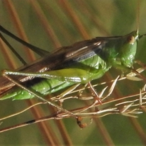 Conocephalomima barameda at Uriarra, NSW - 18 Feb 2022