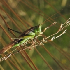 Conocephalomima barameda at Uriarra, NSW - 18 Feb 2022