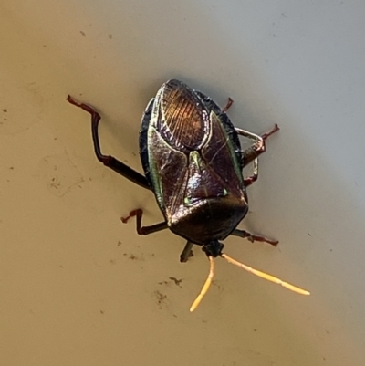 Musgraveia sulciventris (Bronze Orange Bug) at Jerrabomberra, NSW - 18 Feb 2022 by SteveBorkowskis