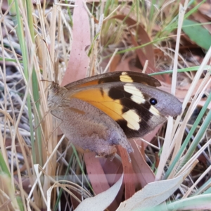 Heteronympha merope at Kambah, ACT - 18 Feb 2022 06:17 PM