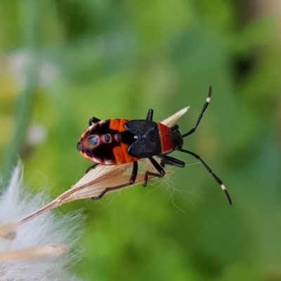 Dindymus versicolor (Harlequin Bug) at Kambah, ACT - 18 Feb 2022 by MatthewFrawley