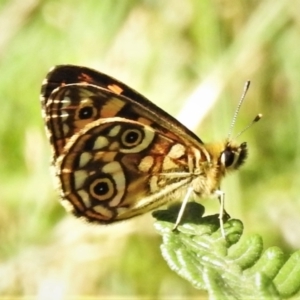 Oreixenica lathoniella at Cotter River, ACT - 18 Feb 2022