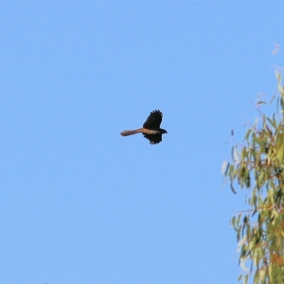 Accipiter fasciatus/cirrocephalus (Brown Goshawk/Collared Sparrowhawk) at Splitters Creek, NSW - 17 Feb 2022 by KylieWaldon